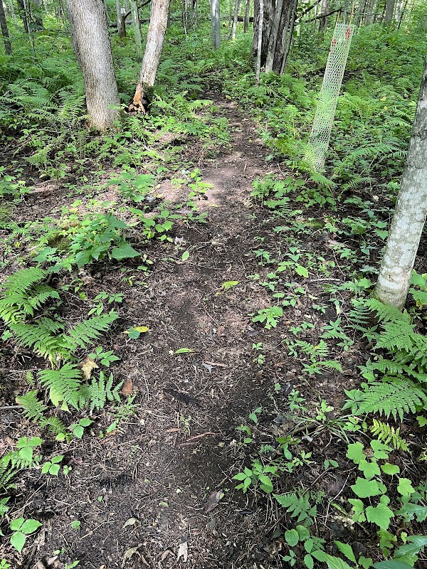 Nature's Retreat: Beaver Hollow outdoor detail