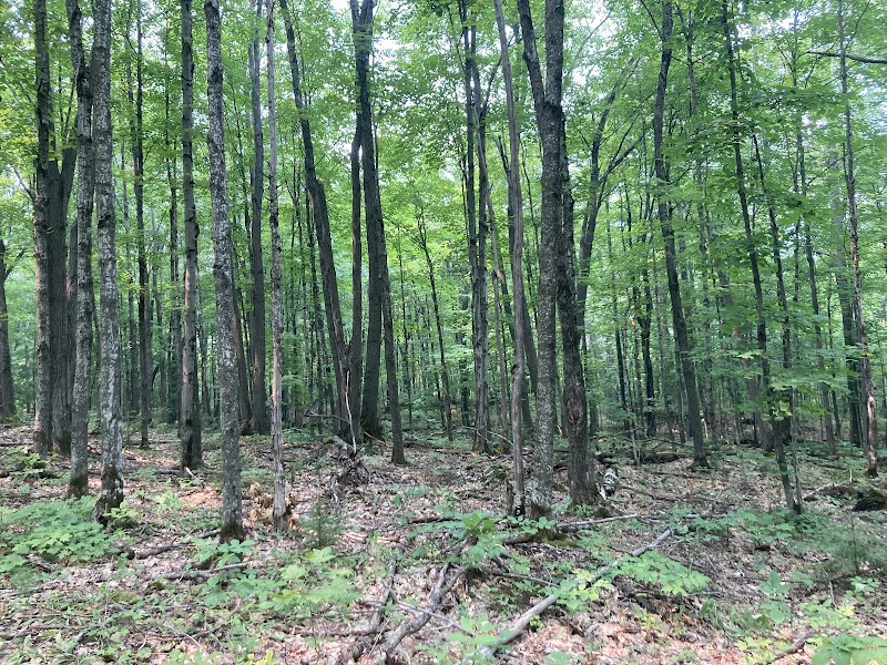 Discover the Tranquility of The Old Bayfield Road Hiking Trail - The Old Bayfield Road Hiking Trail