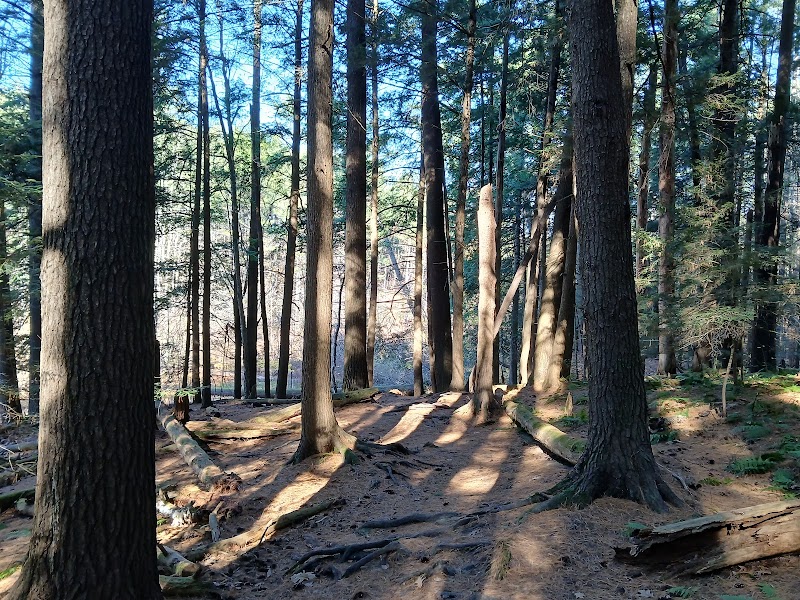 Woodland Escape at Centennial Woods - Centennial Woods Natural Area