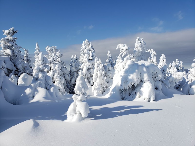Discover the Majestic Long Trail State Forest outdoor detail