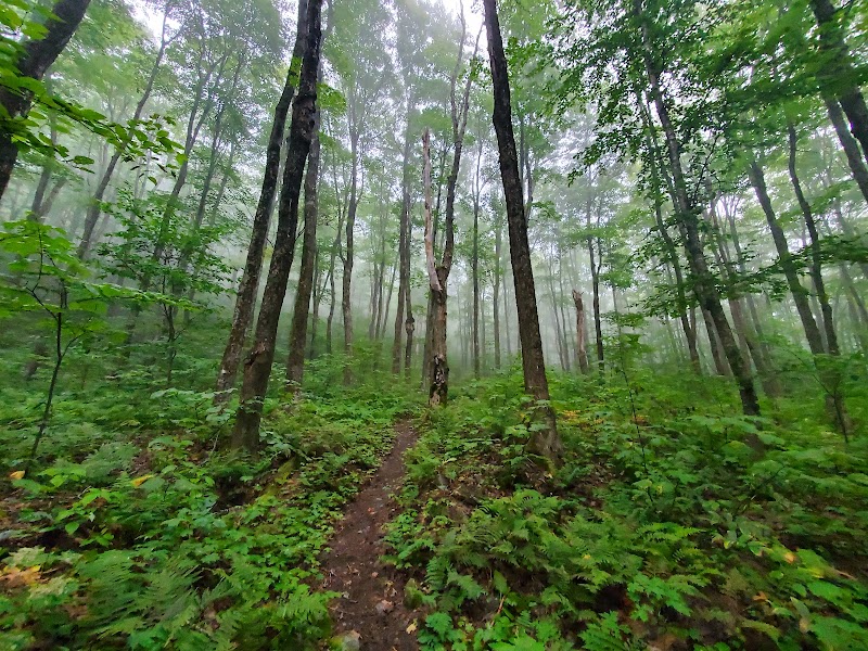 Discover the Majestic Long Trail State Forest surrounding landscape