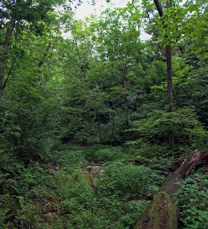 Exploring the Wilderness of South Bluff / Devil's Nose - South Bluff / Devil's Nose State Natural Area