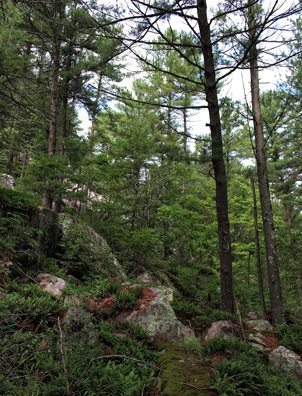 Exploring the Wilderness of South Bluff / Devil's Nose - South Bluff / Devil's Nose State Natural Area