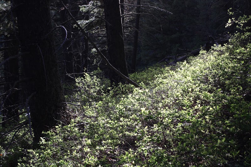 The Reflector Loop: A Natural Gem in Gallatin Gateway, Montana outdoor detail