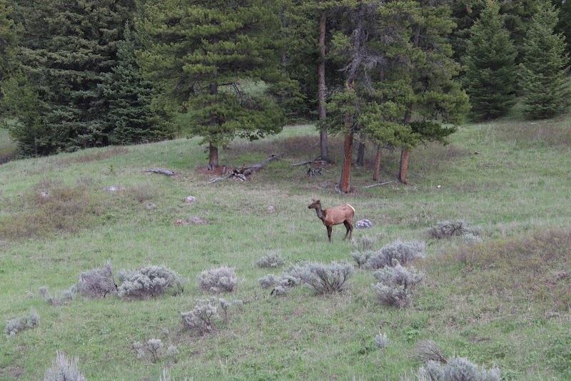 Discover the Natural Wonders of Hummocks Trailhead: Gallatin Gateway, MT outdoor detail