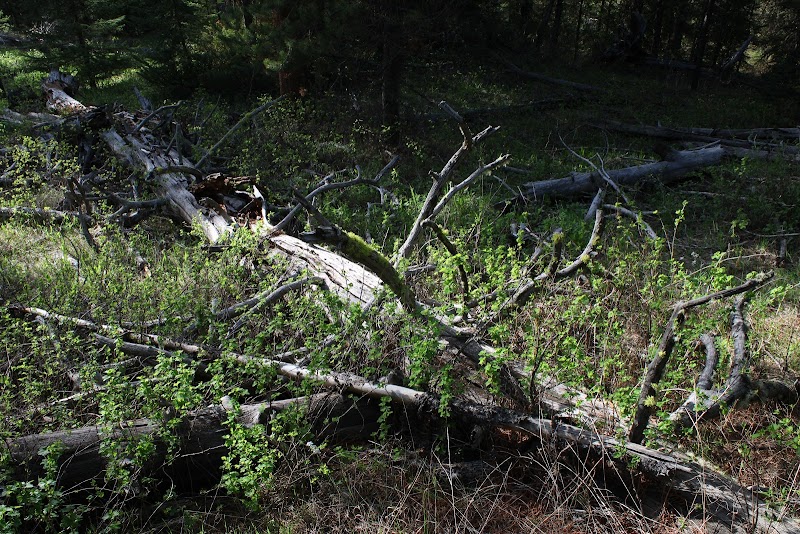 Discover the Natural Wonders of Hummocks Trailhead: Gallatin Gateway, MT - Hummocks Trailhead
