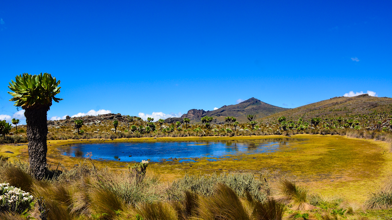 Montane Majesty: Mt Elgon's Natural Wonder - Massif Montane Expedition , Mt Elgon