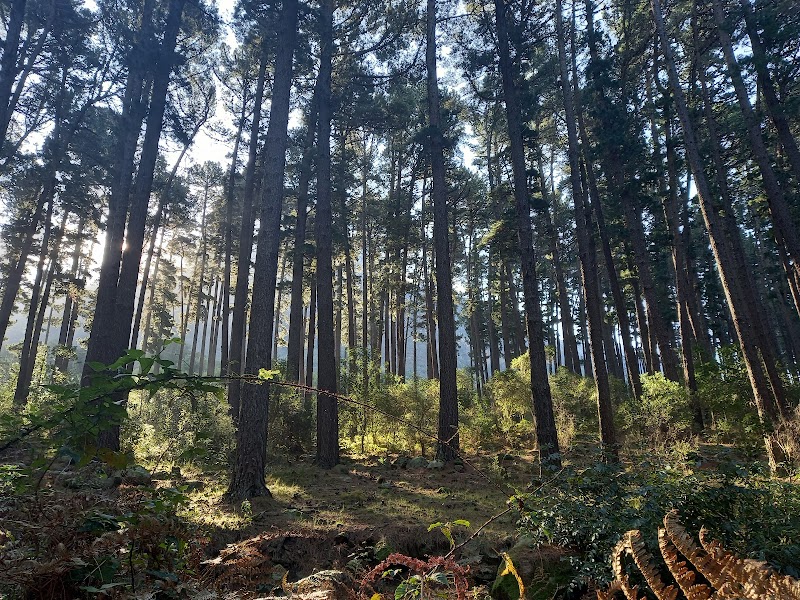 Tranquil Escapes in Newlands Forest, Cape Town - Newlands Forest