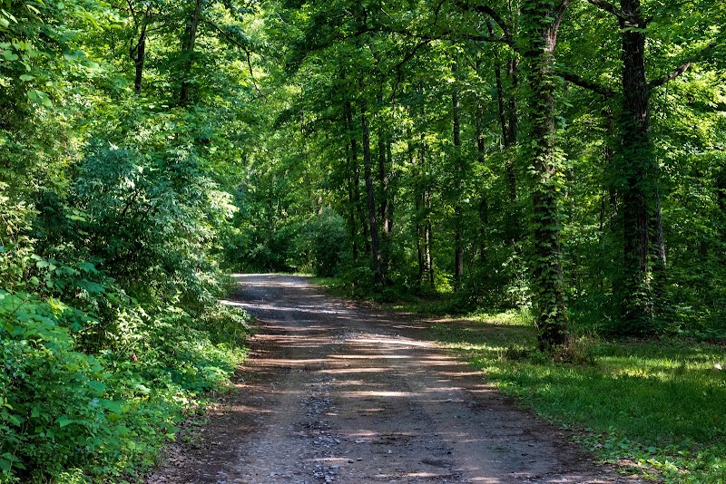 Scenic Views at Prentice Cooper State Forest Trailhead outdoor detail