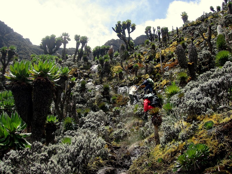 Trekking to Mount Baker in Uganda's Majestic Rwenzori Mountains - Mount Baker