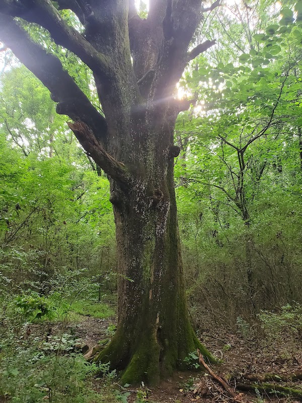 Hiking Adventures at Blue Blazes Trail - Blue Blazes Trail