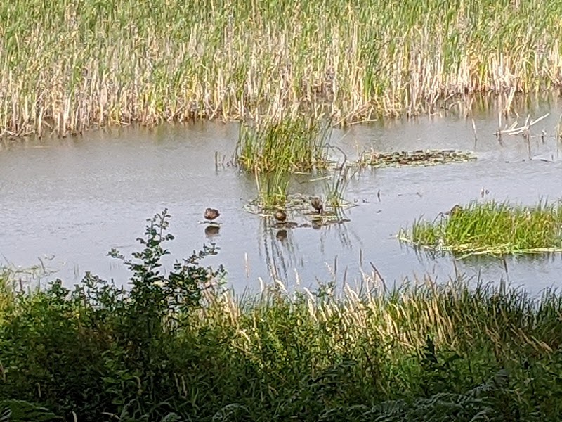 Wildlife Wonders at John C Pointner Memorial Wildlife Sanctuary Trail - John C Pointner Memorial Wildlife Sanctuary Trail