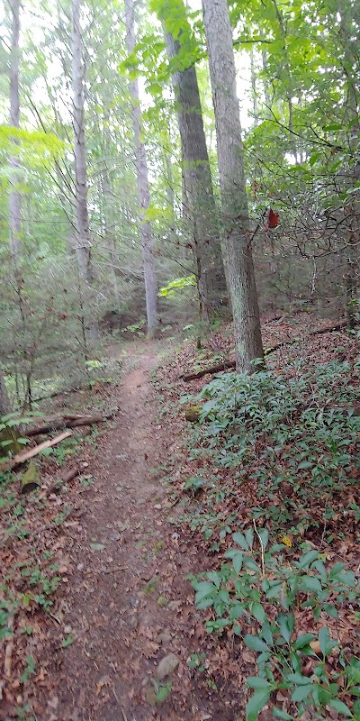 Scenic Beauty at Straight Branch Trailhead outdoor detail