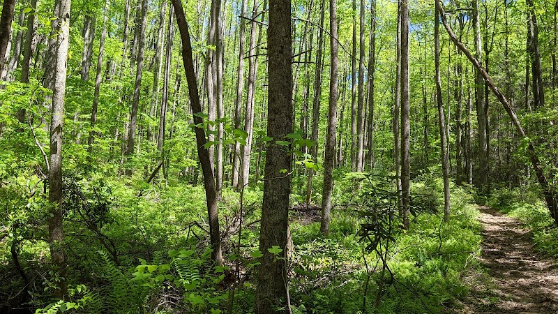 Adventure Awaits at Bearden Falls Trailhead surrounding landscape