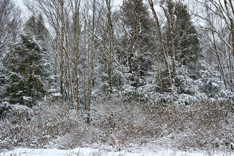 Wandering through the Winter Wilderness of Allegheny Trail - Allegheny Trail (Davis Trailhead)