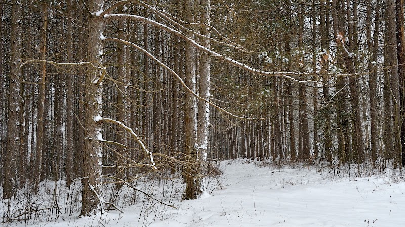 Wandering through the Winter Wilderness of Allegheny Trail - Allegheny Trail (Davis Trailhead)