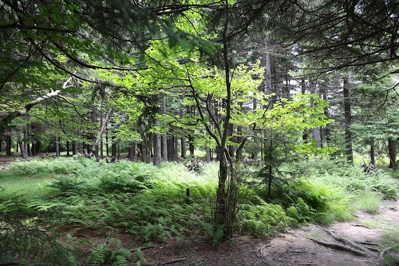 Discover the Tranquil Beauty of Blackbird Knob Trailhead surrounding landscape