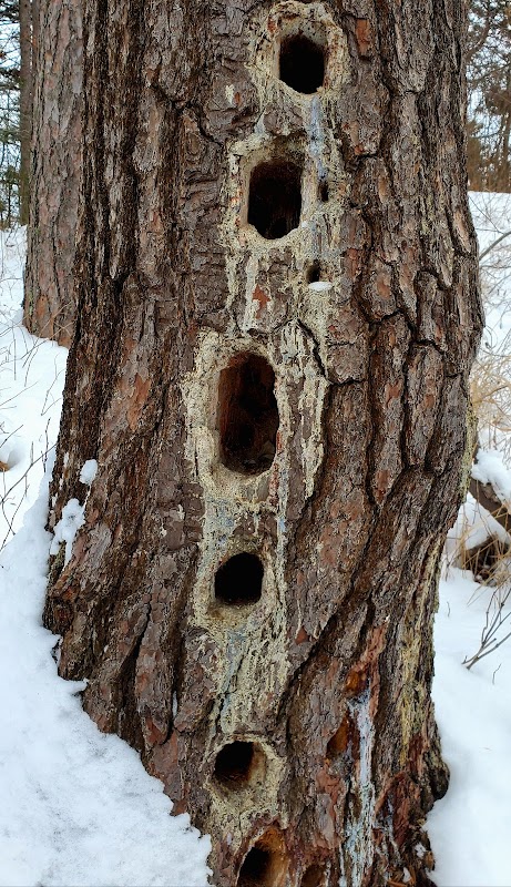 Discover the Tranquil Shores of Minnesota Point Pine Forest SNA outdoor detail