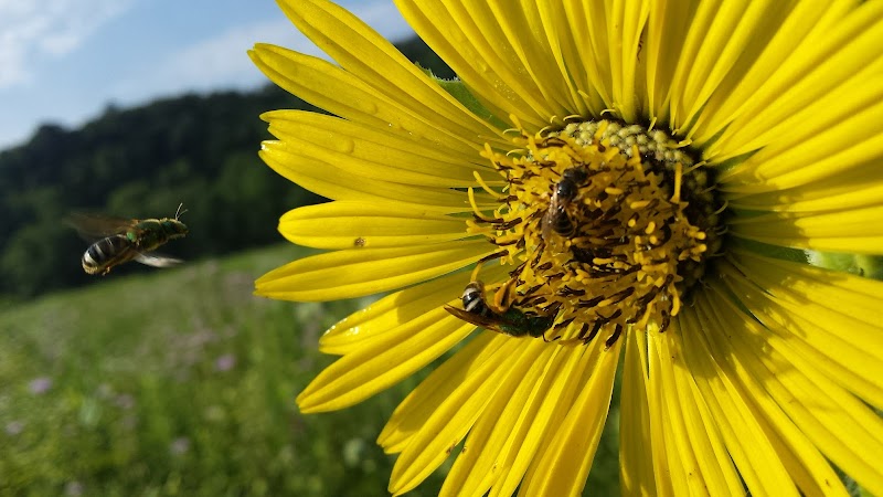 Flower-Filled Paradise at Decorah Community Prairie - Decorah Community Prairie