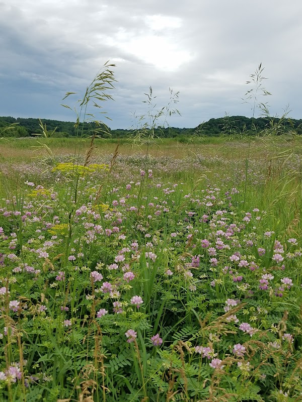 Flower-Filled Paradise at Decorah Community Prairie - Decorah Community Prairie