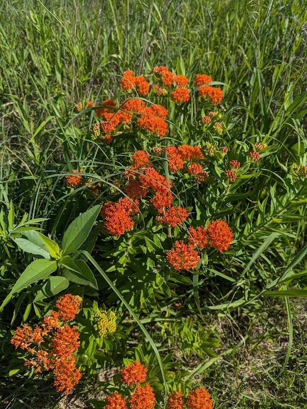 Flower-Filled Paradise at Decorah Community Prairie outdoor detail