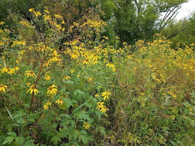 Flower-Filled Paradise at Decorah Community Prairie surrounding landscape