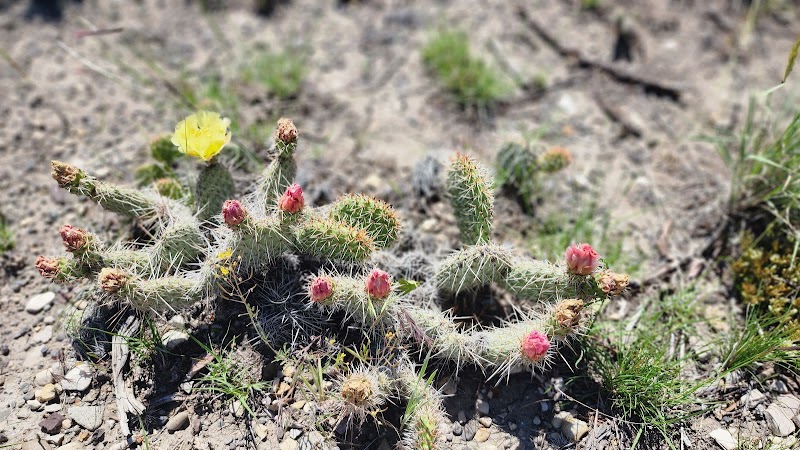 Nature's Serenity: Paul Stock Nature Trail surrounding landscape