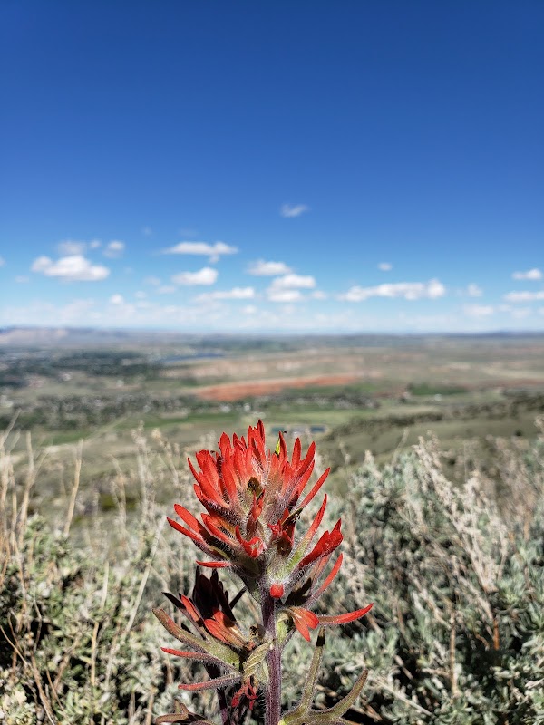 Majestic Beauty: Cedar Peak, Cody, Wyoming - Cedar Peak