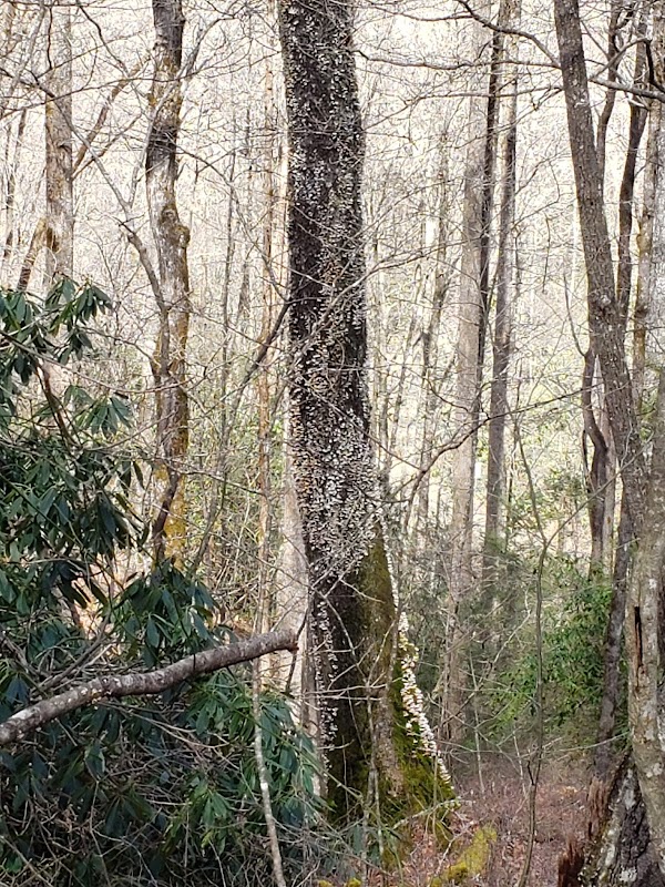 Nature's Cascade at Long Branch Falls outdoor detail