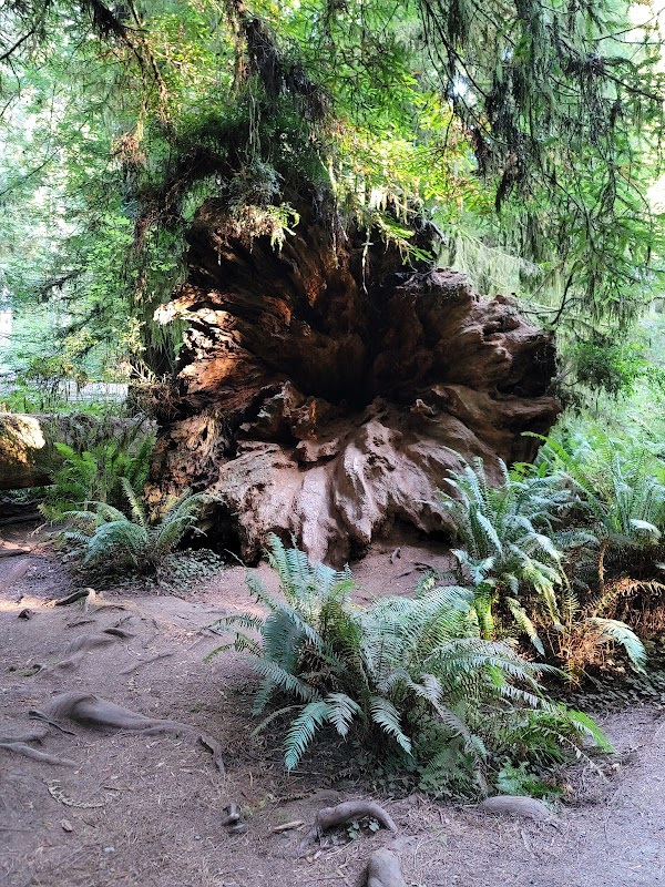 Redwood Wonders: Simpson-Reed Trailhead outdoor detail