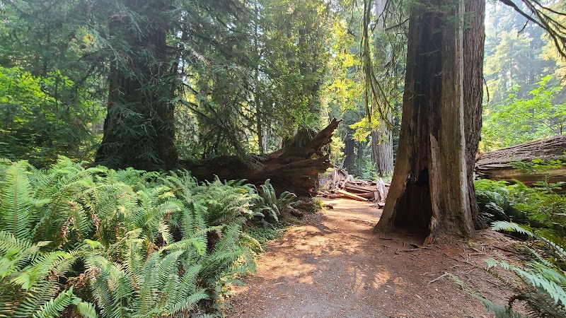 Redwood Wonders: Simpson-Reed Trailhead surrounding landscape