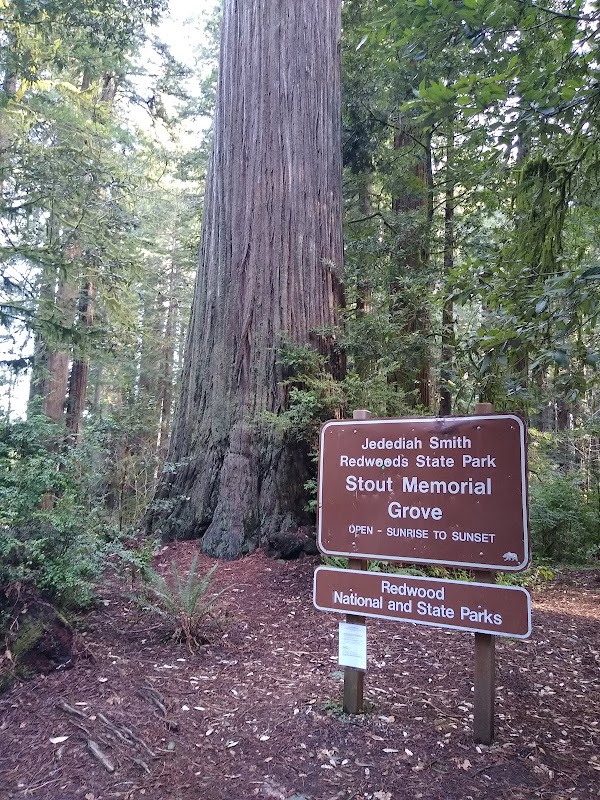 Majestic Forest Walk at Stout Grove - Stout Grove Trailhead