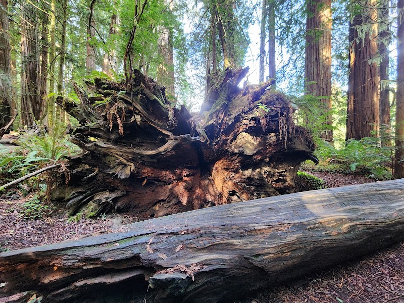 Majestic Forest Walk at Stout Grove - Stout Grove Trailhead