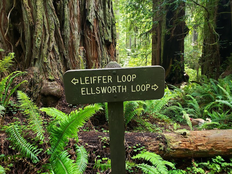 Majestic Redwoods of Leiffer Loop Trail - Leiffer Loop Trail