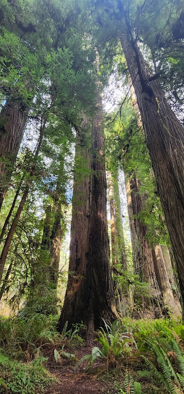 Majestic Redwoods of Leiffer Loop Trail - Leiffer Loop Trail