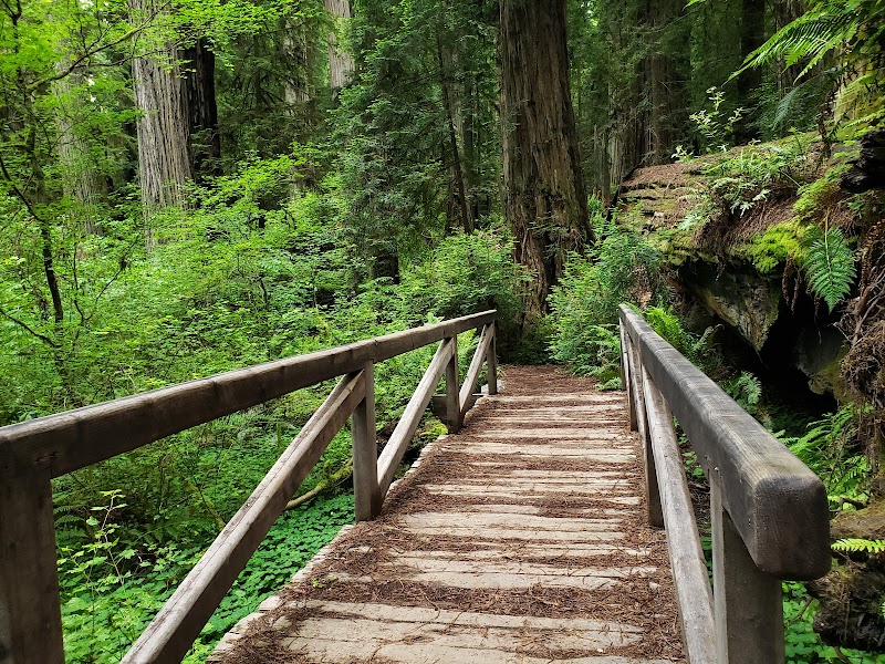 Majestic Redwoods of Leiffer Loop Trail - Leiffer Loop Trail