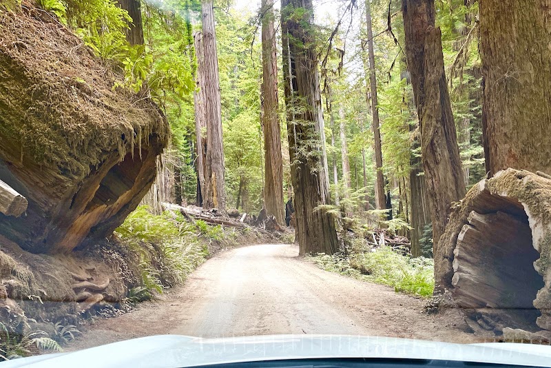 Hiking Through the Majestic Redwoods: Hatton Loop Trail surrounding landscape