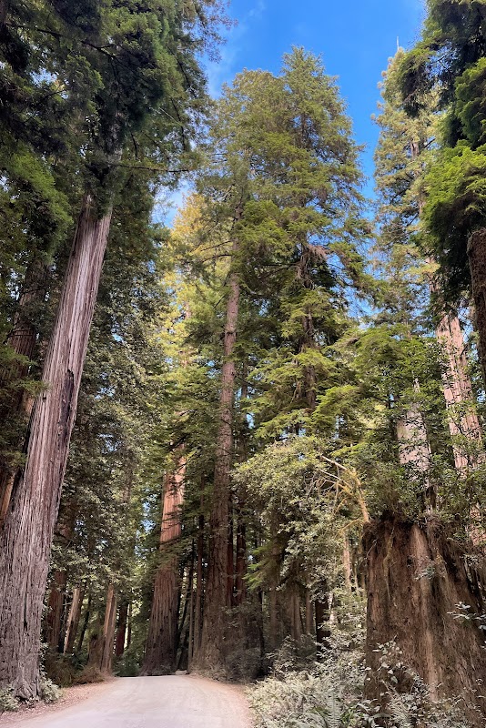 Hiking Through the Majestic Redwoods: Hatton Loop Trail outdoor detail