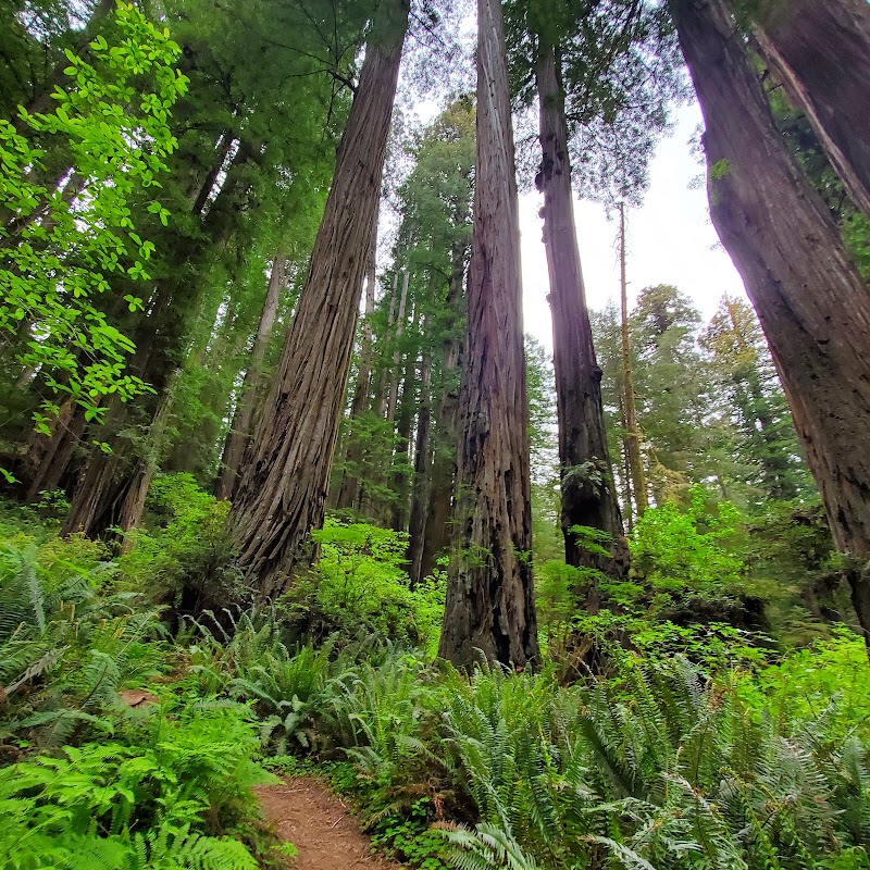 Hiking Through the Majestic Redwoods: Hatton Loop Trail - Hatton Loop Trail