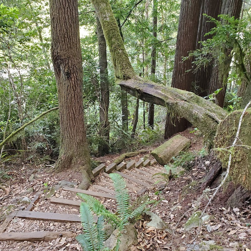 Hiking Through the Majestic Redwoods: Hatton Loop Trail - Hatton Loop Trail