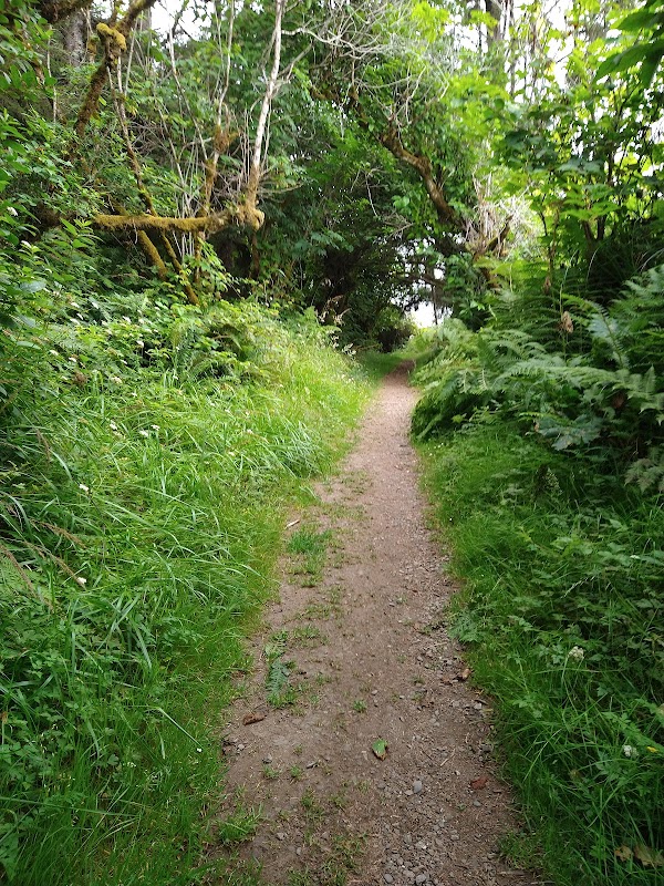 Yurok Loop Trail: A Scenic Coastal Escape surrounding landscape