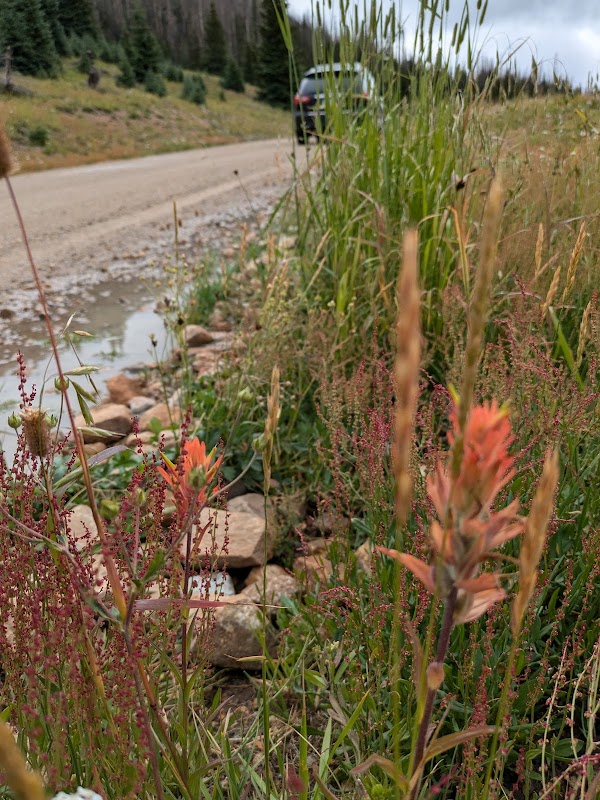 Scenic Wonders: Wolf Creek Pass Trailhead outdoor detail