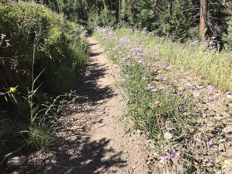 Wilderness Wonders: Trout Creek Trailhead #811 vantage point