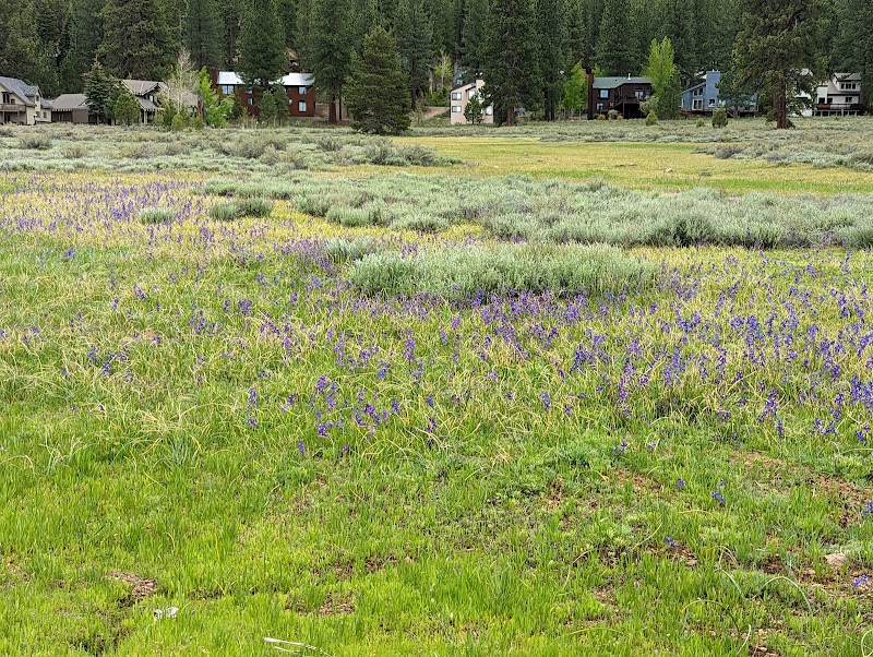 Nature's Wonderland: Tahoe National Forest outdoor detail
