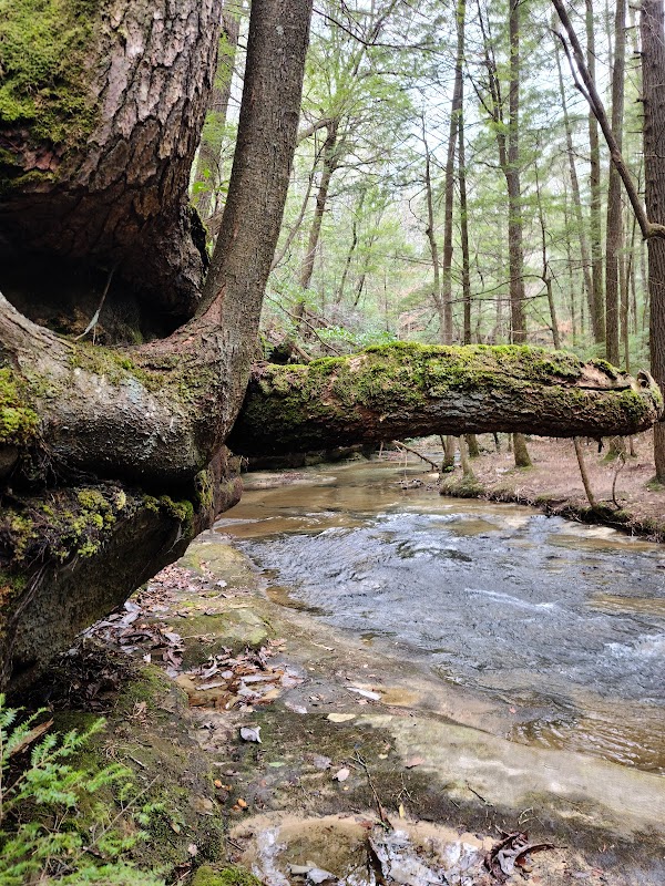 Waterfall Wonders: Parker Falls surrounding landscape