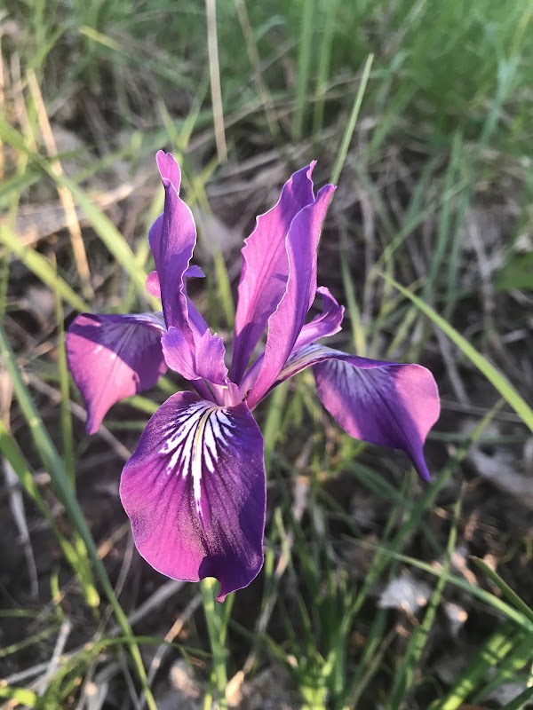 Nature's Haven at Wild Iris Ridge Park, Eugene outdoor detail