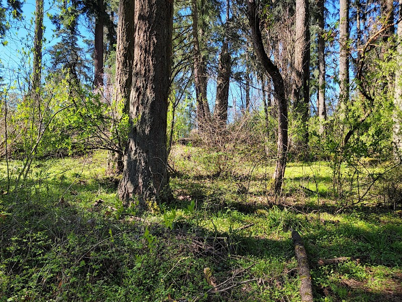 Enchanting Escape: Hendricks Park, Eugene surrounding landscape