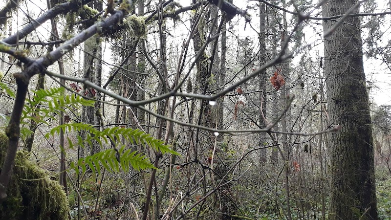 Nature’s Retreat: Amazon Headwaters Park surrounding landscape