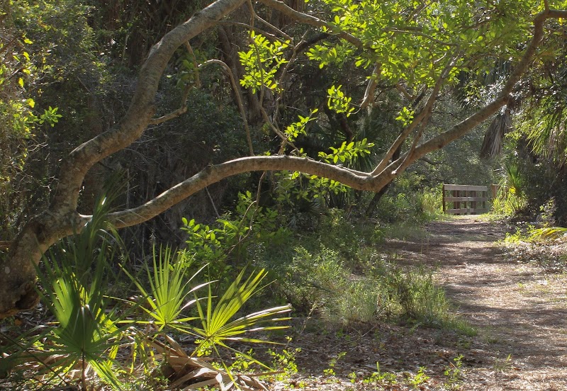 Nature's Gem: Savannas Preserve State Park - Hawk's Bluff Trail outdoor detail