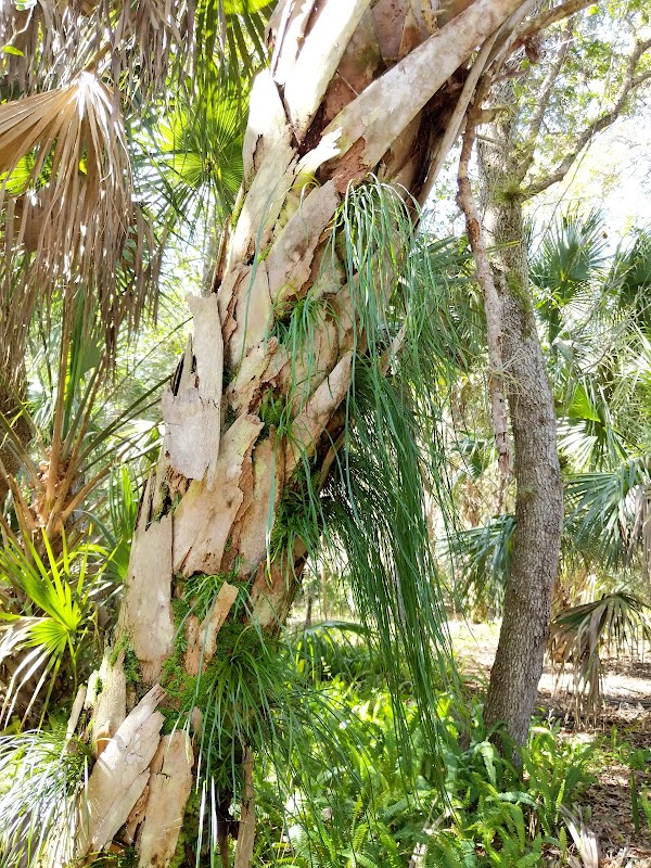 Discover Oak Hammock Trail in Florida - Oak Hammock Trail